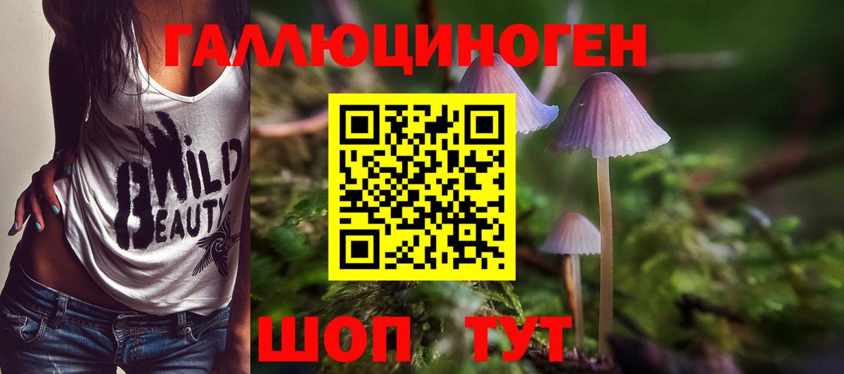 Псилоцибиновые грибы Psilocybine cubensis Дубна